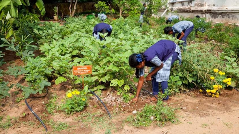 Schools Go Green: Nature Inspires Learning