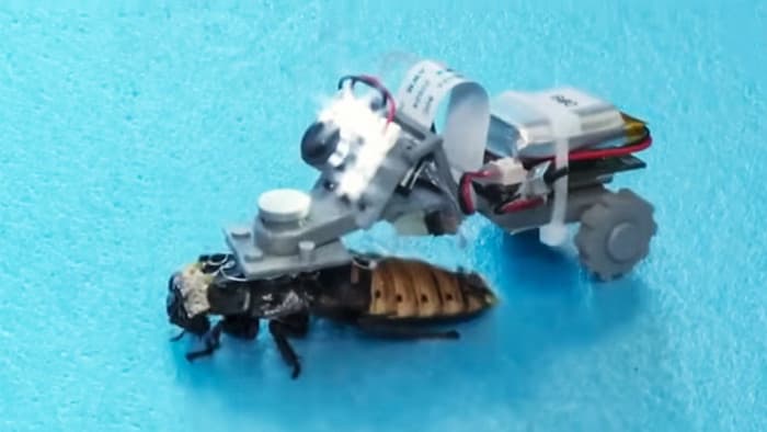 Cyborg Cockroaches: Singapore's Newest Recruits