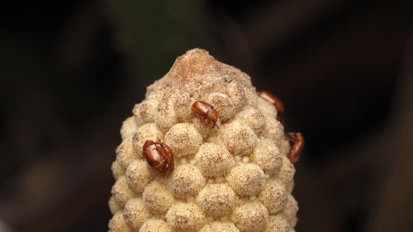 Ancient Plants Heat Up to Attract Beetles