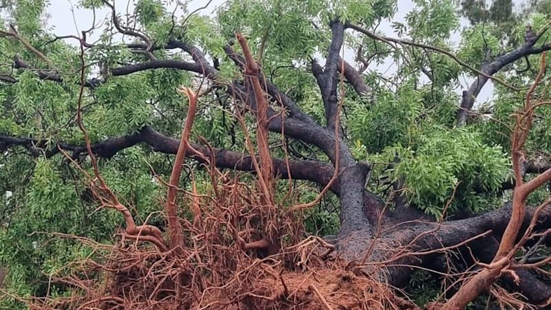 Cyclone Luana Devastates WA Pearl Farm and Homes