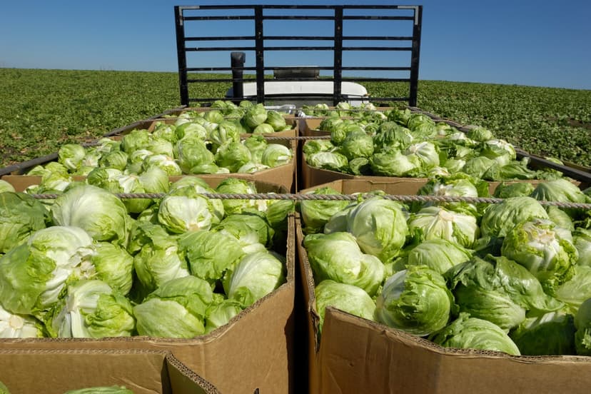 Local Lettuce Soars Amidst Cyclosporiasis Scare