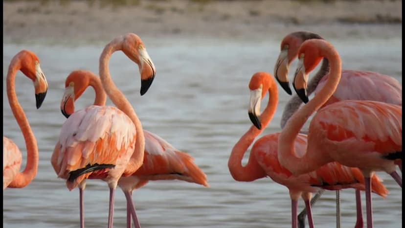 Flamingos Flock Back to Florida After a Century-Long Absence