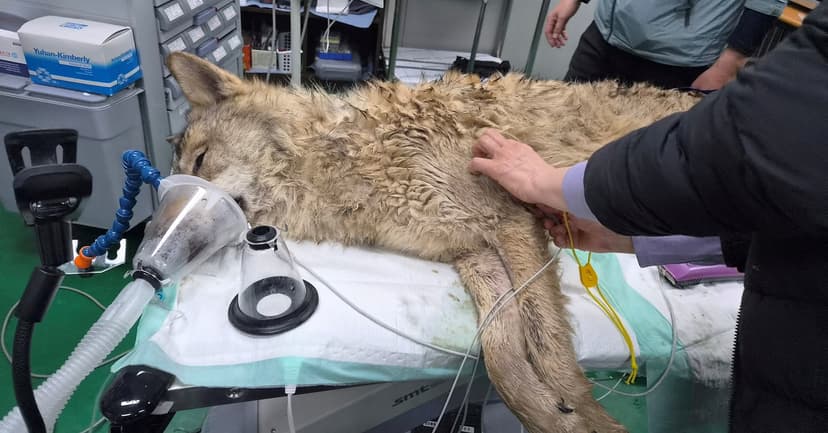 Daejeon's Fugitive Wolf Recaptured After 9 Days