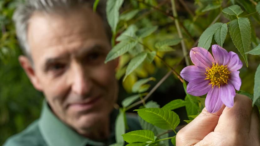 Dahlia Blooms Defy Christmas Frost on Jurassic Coast