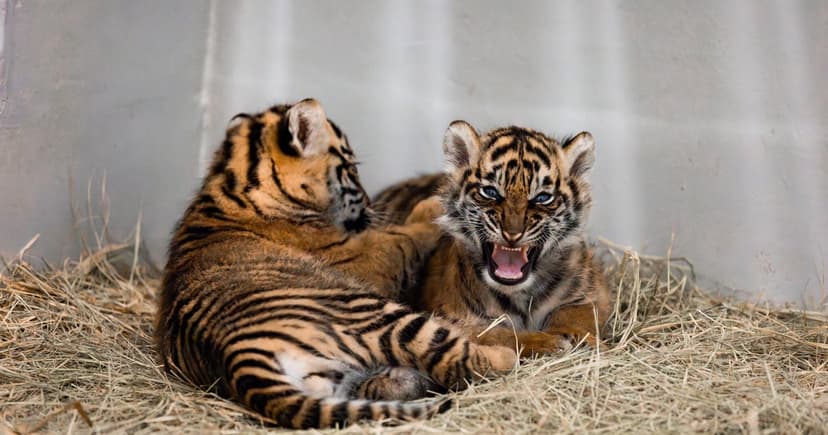 Tiger Twins Born at Dallas Zoo