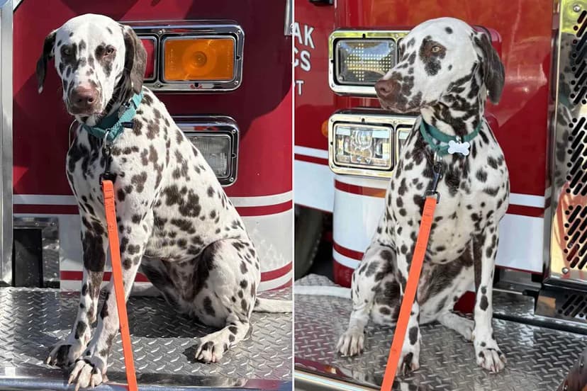 Dalmatian Ember Finds New Home as Fire Safety Ambassador