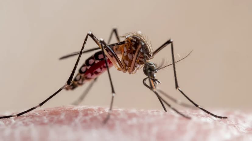 Invasive 'Yellow Fever Mosquito' Reaches Idaho, Sparking Disease Fears