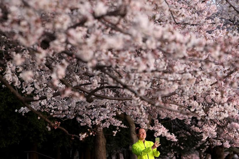 DC Cherry Blossoms Peak Early: A Spring Spectacle!