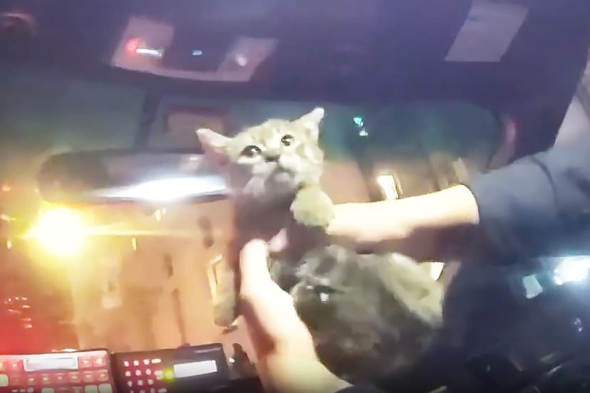 Heroic NYPD Officer Rescues Kitten, Adopts New Furry Friend