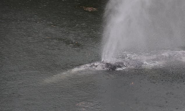 Lost Whale's Tragic Swim Upriver Ends in Death
