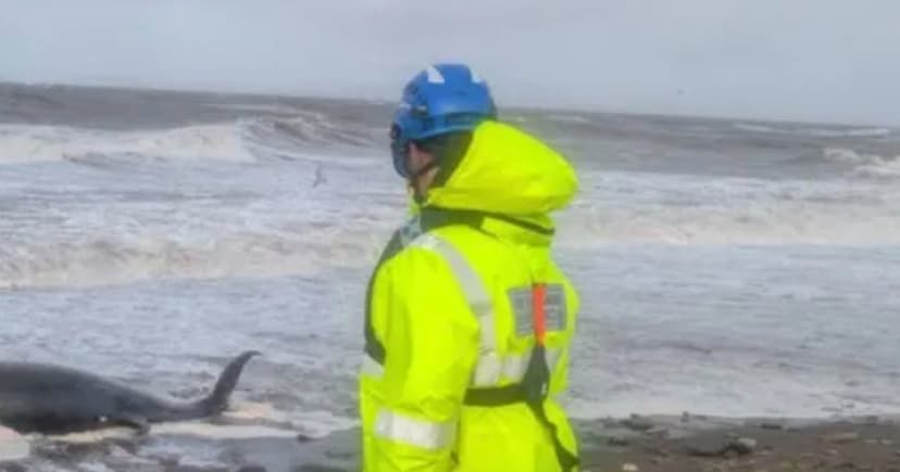 Coastguard warns public after whale death