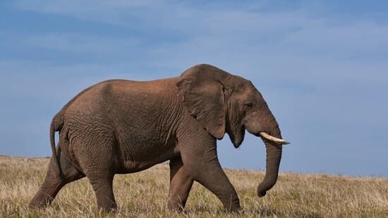 Elephants' Deadly Journey: Conservation's Tragic Turn