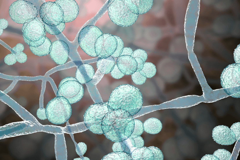 Deadly Superbug Fungus Spreads Rapidly Across US