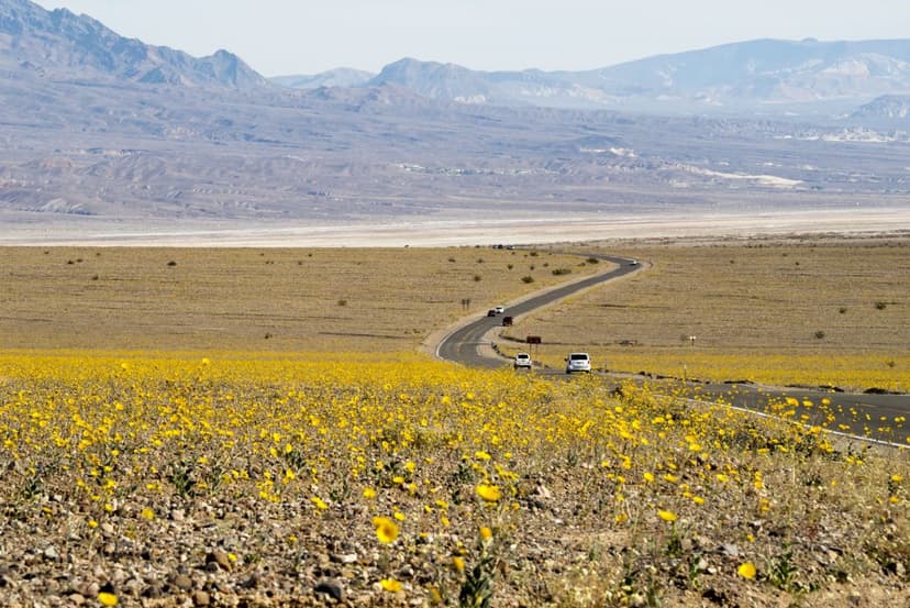 Death Valley's Rare Superbloom Set to Dazzle