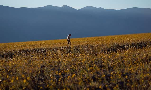 Death Valley Explodes with Rare Wildflower Superbloom