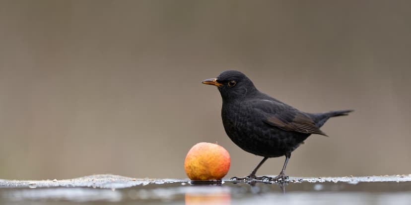 Winter's Warmth: Nature Confused by Early December Heat