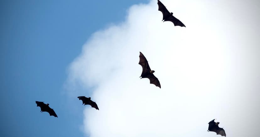 Rabies Alert: Bat Tests Positive in DeKalb County