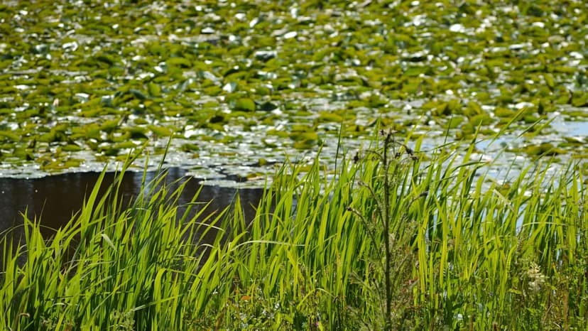 Delaware Fens Drowning in Rising Seas