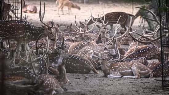 Delhi Deer Overcrowded: Supreme Court to Decide Fate