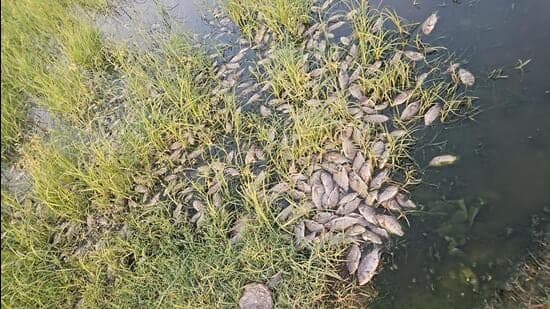 Delhi Drain Chokes With Thousands of Dead Fish