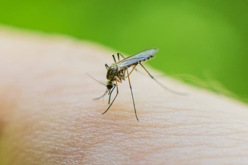 Deadly Dengue Outbreak Hits Florida City