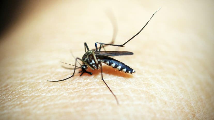 Breakthrough Tech Decodes Dengue Cell by Cell