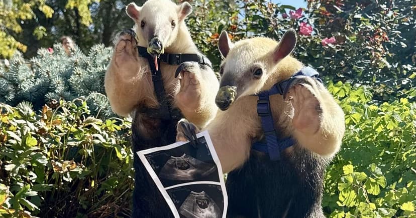 Denver Zoo Celebrates Rare Tamandua Pregnancy