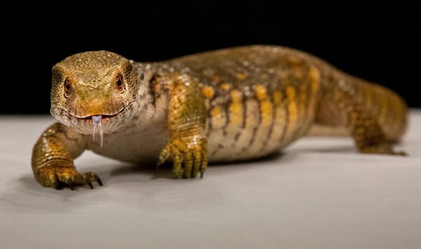 Pet Store Owner Admits Animal Cruelty