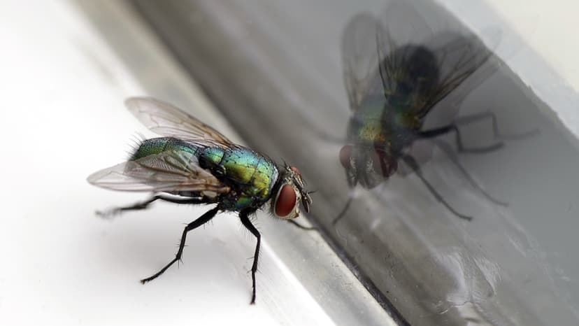 Fruit Fly Brain Digitized, Mimics Natural Behavior