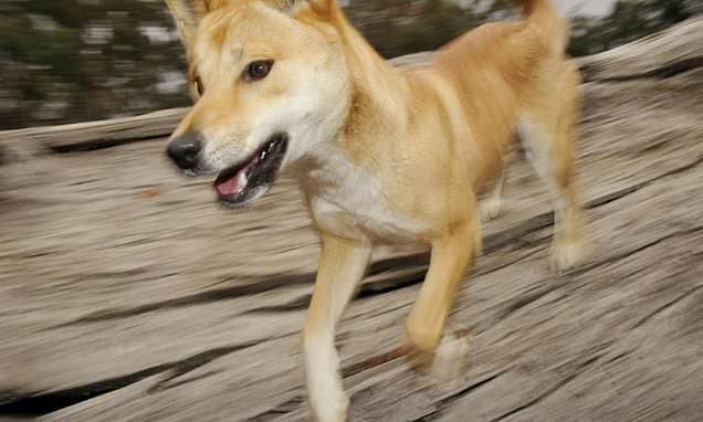 Dingoes Killed After Canadian Hiker's Death on K'gari