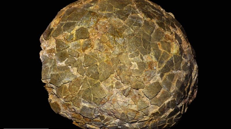 Titanosaurs Nested in Cold, High Latitudes