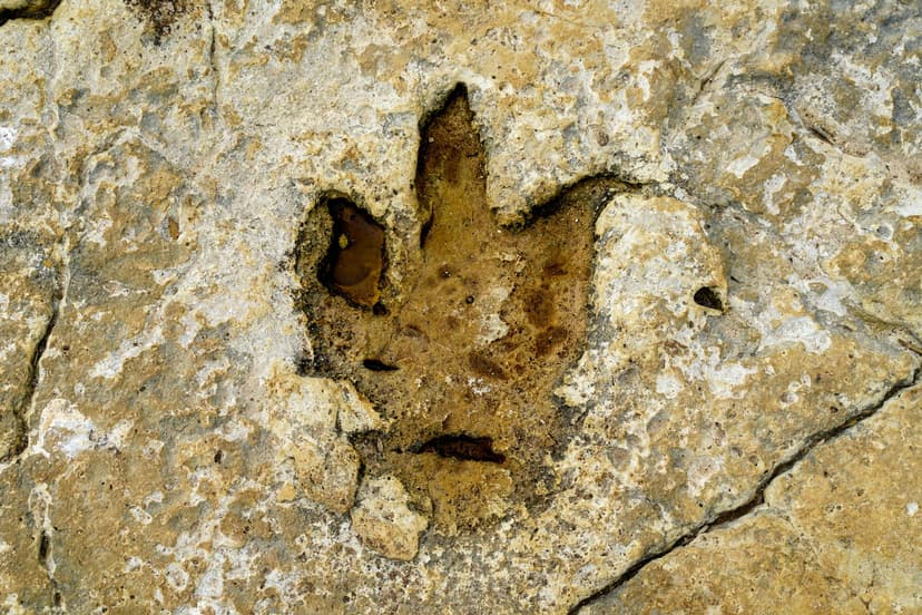 Dinosaur Footprints Found on Giant Alpine Rock Face