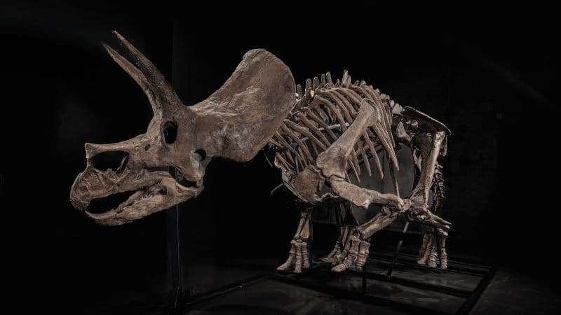 Triceratops "Trey" Sells for $5.55M Amid Fossil Frenzy
