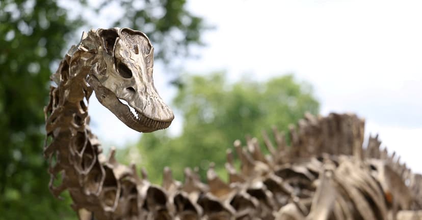 Spain Finds First Diplodocus Evidence