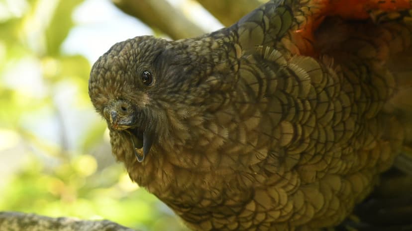 Parrot Bruce Masters Jousting to Become Alpha