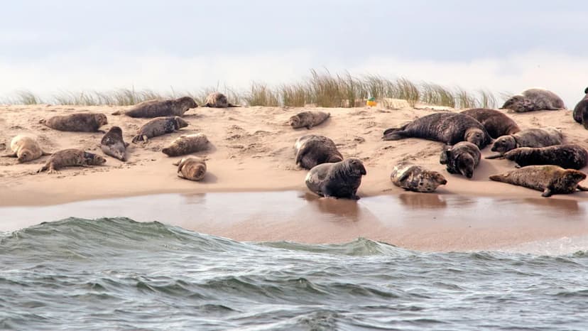Seal Spotting Secrets: Discover the Best U.S. Destinations for Seal Sightings