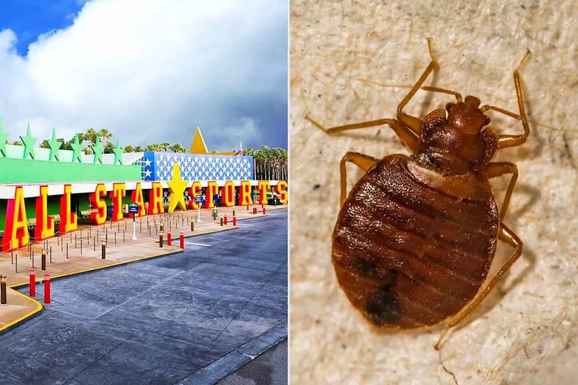 Disney Guest Sues Over Alleged Bed Bug Attack