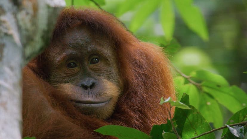 Orangutan's Life: A New Disney+ Nature Doc Unveiled