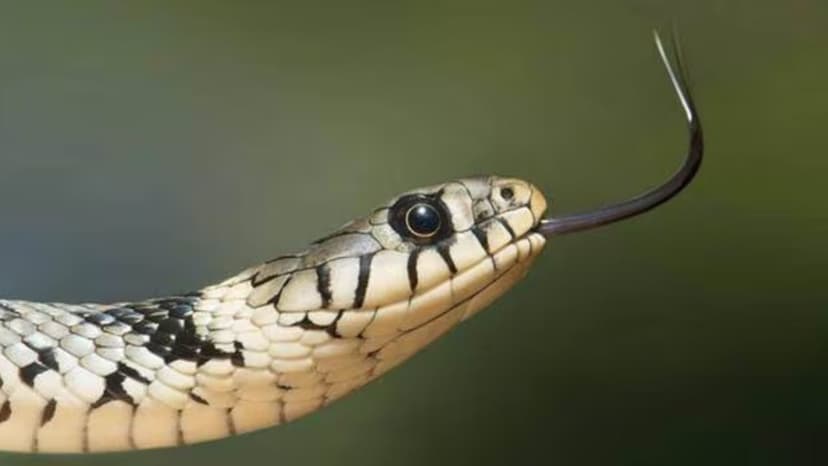 Doctors Forge Autopsies for Snakebite Payouts