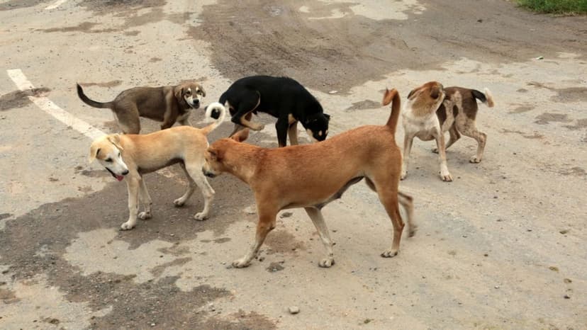 Animal Activists Fear Dog Attack Backlash