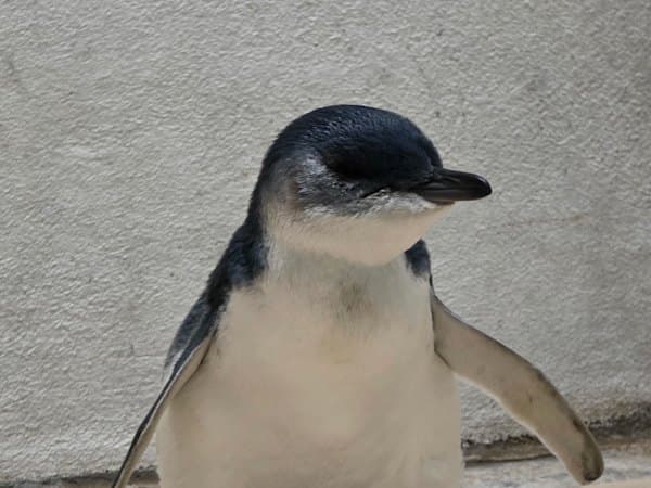 Little Penguin Slain by Dog on Sydney Beach