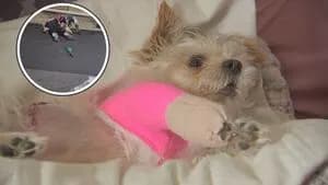 Service Dog Mauled: Owner Fights for Life