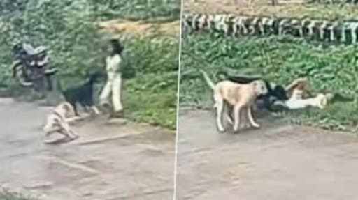 Girl Walks Again After Brutal Dog Attack & Vascular Surgery