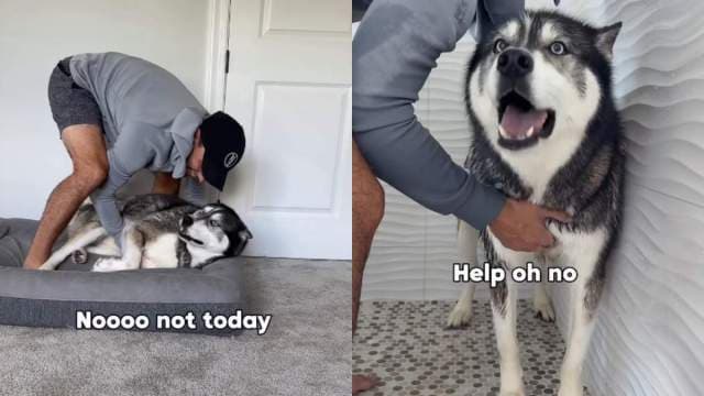 Titan the Husky's Dramatic Bath Meltdown