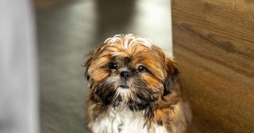 Shih Tzu Dies After Alleged Postman Attack