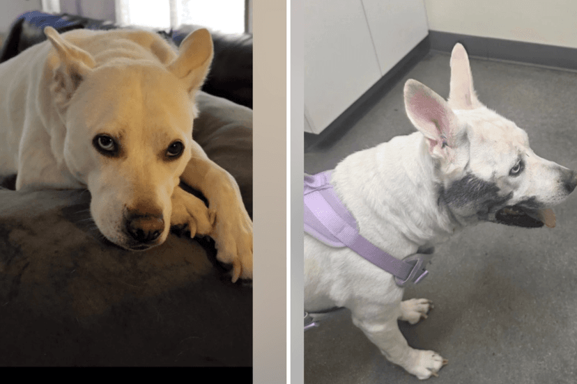 Dog Eats Mysterious Poison: Owner's Plea Goes Viral