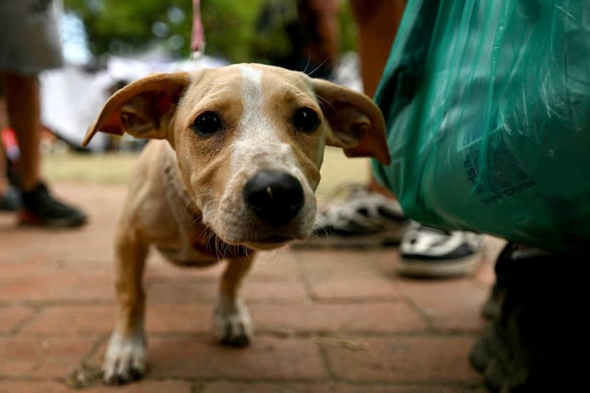 Salmonella Scare: Dog Food Recall Affects 11 States