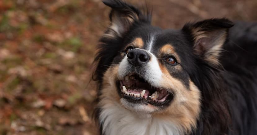 Pollen Alert: Dogs Also Suffer Hayfever!