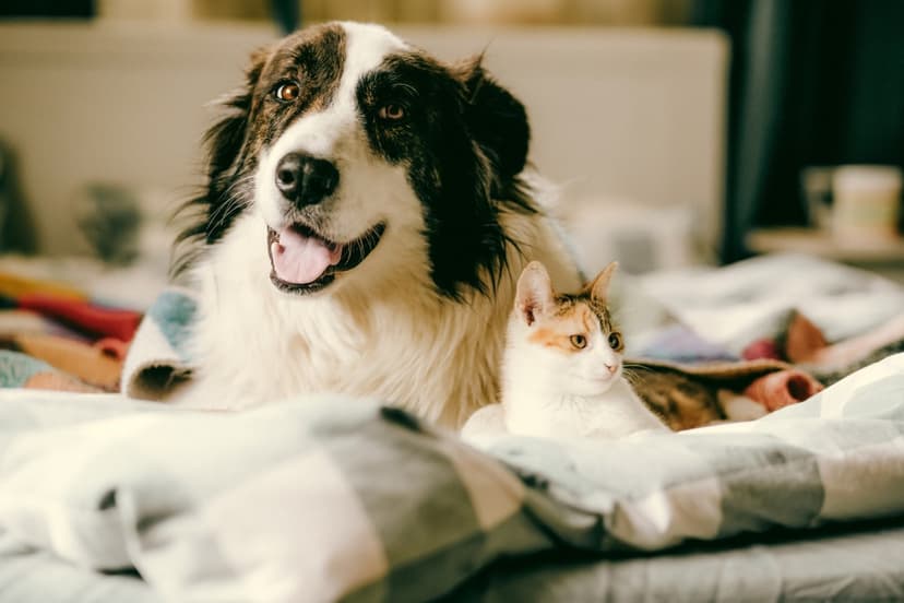 Amputee Pup and Kitten Forge Unlikely Recovery Bond