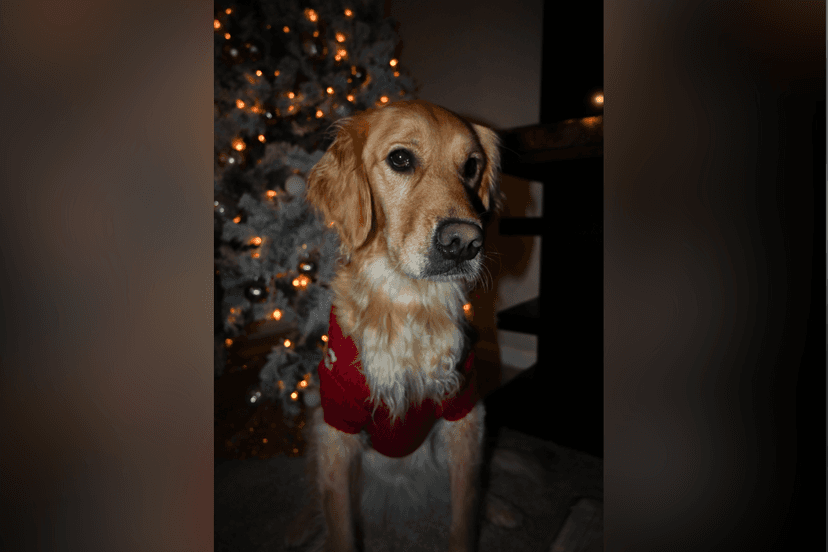 Dog's Christmas Tree Chaos Goes Viral